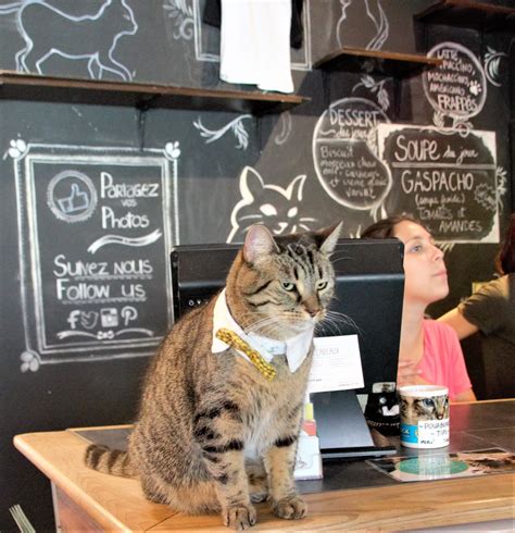 speed dating cat cafe